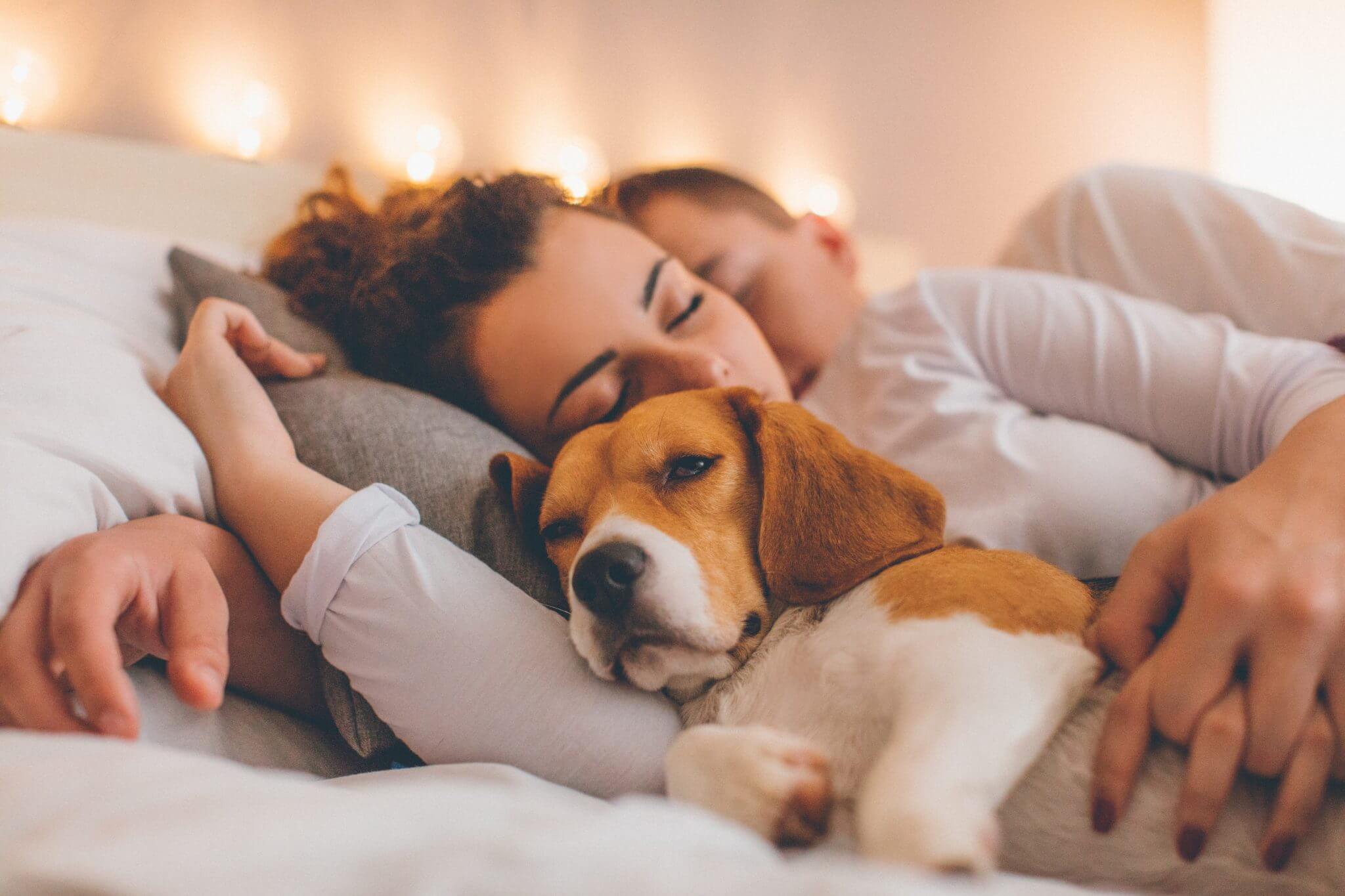 Sleeping With Your Pet: Is It Safe? – Crafted Beds Ltd